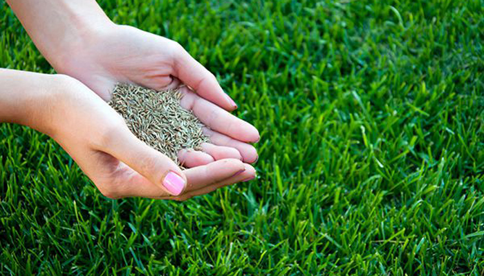 Cách trồng cỏ sân bóng đá đúng kỹ thuật và hiệu quả